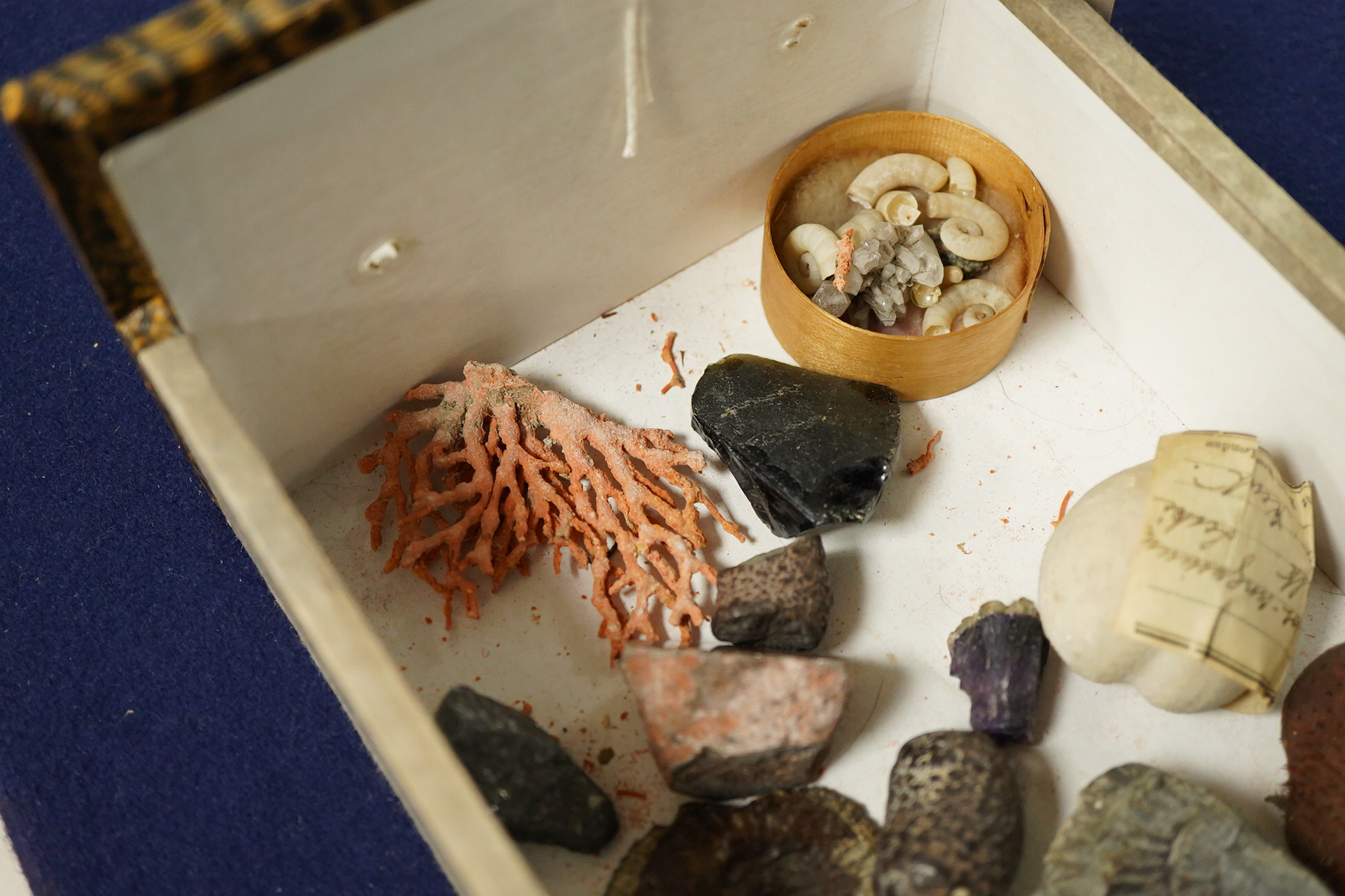 A collection of fossil and mineral specimens, some polished, largest 9cm wide.